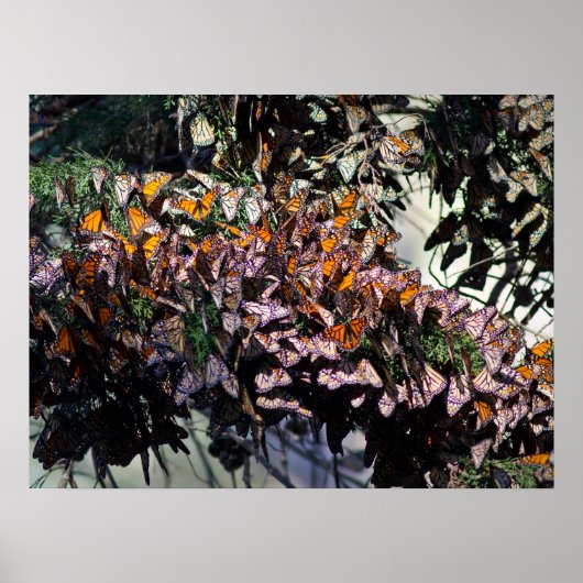 Poster Monarque Butterflies (Devant)