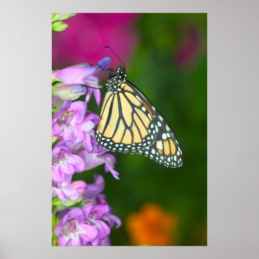 Poster Monarque | Danaus Plexippus (Devant)