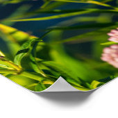 Poster Monarque Et Milkweed (Coin)