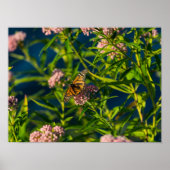 Poster Monarque Et Milkweed (Devant)