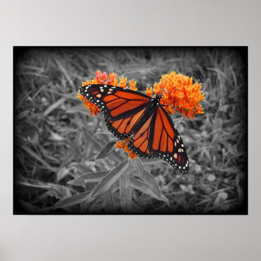 Poster monarque et monochrome (Devant)