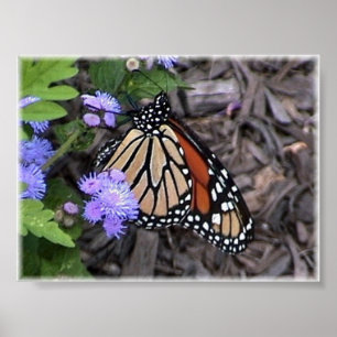 Poster Monarque majestueux