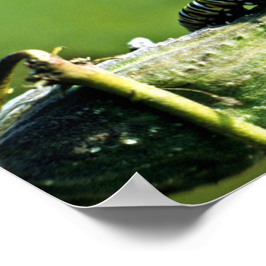 Poster Monarque papillon Caterpillar (Coin)