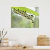 Poster Monarque Papillon Caterpillar À La Recherche D'Un  (Cuisine)