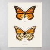 Poster Monarque papillon Danais Archippus Sherman Denton (Devant)