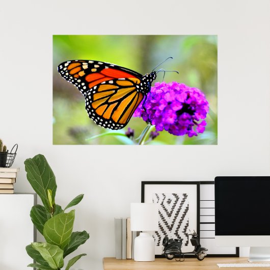 Poster Monarque papillon grignoter sur nectar- photo post (Bureau à domicile)