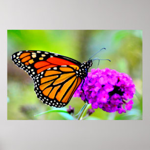 Poster Monarque papillon grignoter sur nectar- photo post