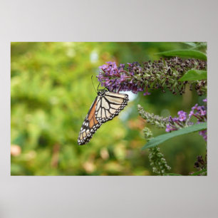 Poster Monarque sur Buddleia