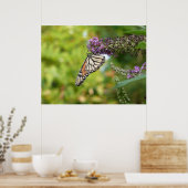Poster Monarque sur Buddleia (Cuisine)