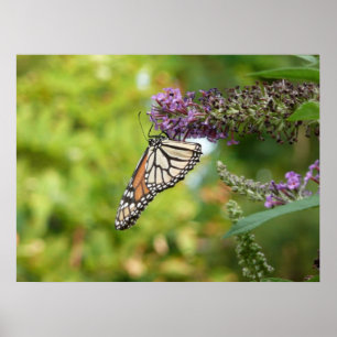 Poster Monarque sur Buddleia