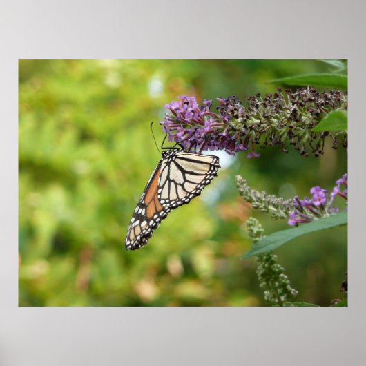 Poster Monarque sur Buddleia (Devant)