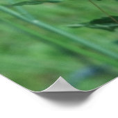 Poster Monarques sur la mauvaise herbe papillon (Coin)