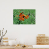 Poster Monarques sur la mauvaise herbe papillon (Cuisine)
