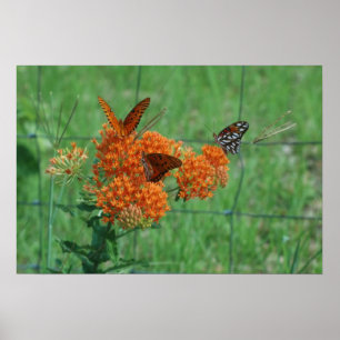 Poster Monarques sur la mauvaise herbe papillon