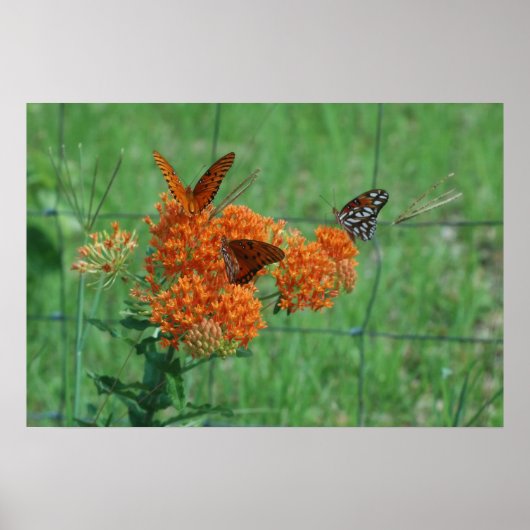 Poster Monarques sur la mauvaise herbe papillon (Devant)