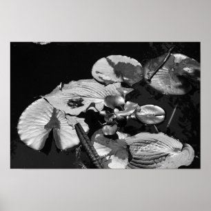 Poster Monde de grenouilles