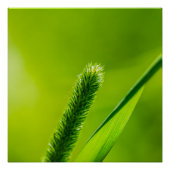 Poster Monde vert (Devant)