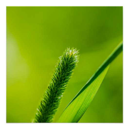 Poster Monde vert (Devant)