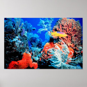 Poster Mondial Coral Reef