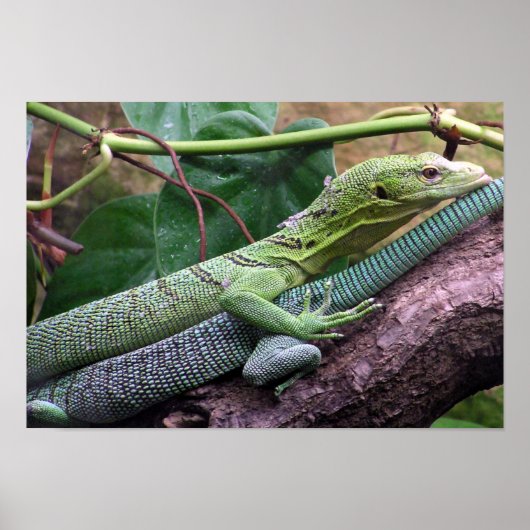 Poster Moniteur à arbre vert - Varanus prasinus (Devant)