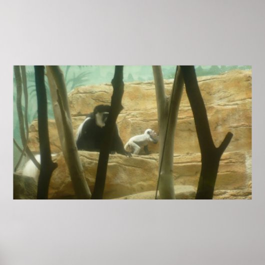 Poster Monkee autour (Devant)