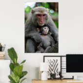Poster Monkey Breast Nourrir Son Bébé (Bureau à domicile)