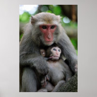 Monkey Breast Nourrir Son Bébé