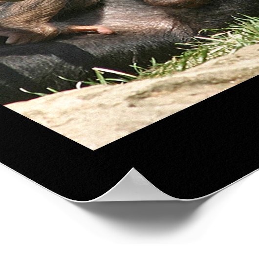 Poster Monkey Business (Coin)