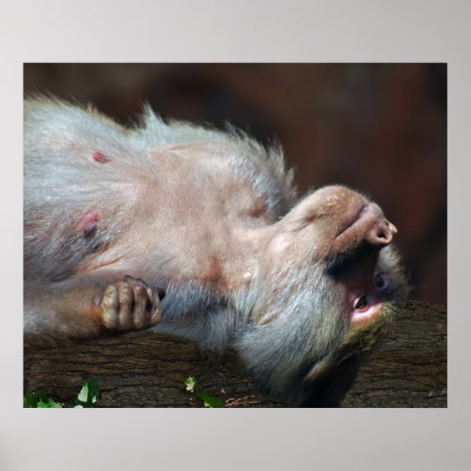 Poster Monkey juste chill (Devant)