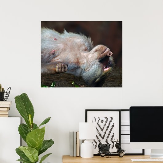 Poster Monkey juste chill (Bureau à domicile)