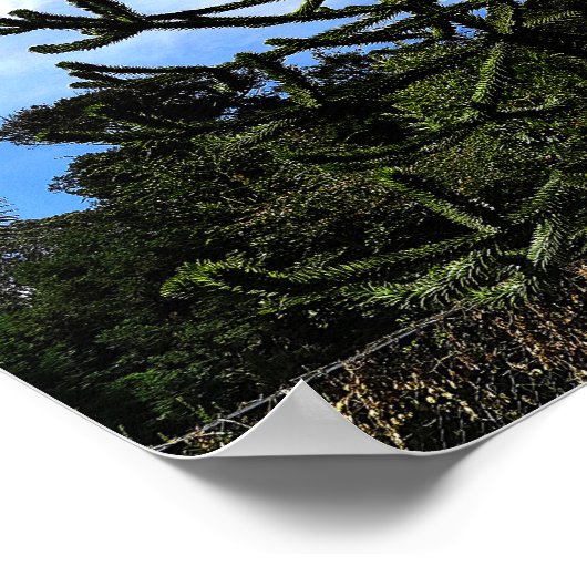 Poster Monkey Puzzle Tree #1 (Coin)