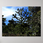 Poster Monkey Puzzle Tree #1 (Devant)