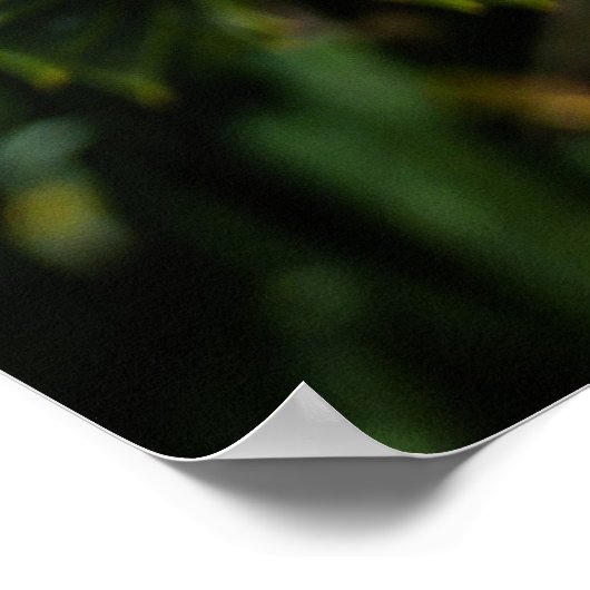 Poster Monkey Puzzle Tree - Photographie d'arbre (Coin)