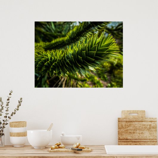 Poster Monkey Puzzle Tree - Photographie d'arbre (Cuisine)