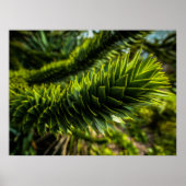 Poster Monkey Puzzle Tree - Photographie d'arbre (Devant)
