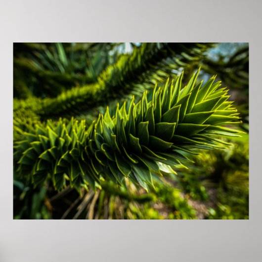 Poster Monkey Puzzle Tree - Photographie d'arbre (Devant)