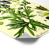 Poster Monkshood (Aconitum napellus) (Coin)