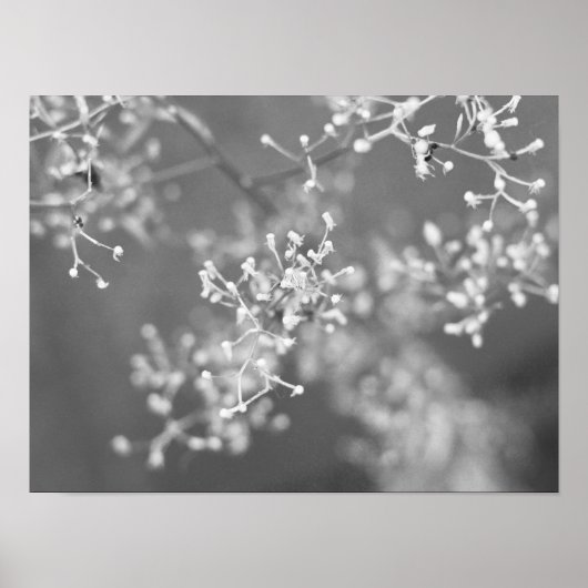 Poster Monochrome Meadow (Devant)