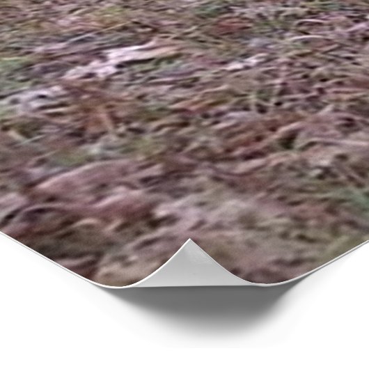 Poster Monster Buck (Coin)