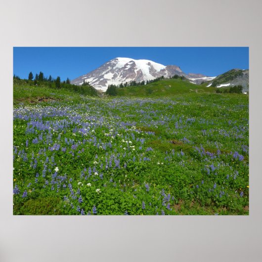 Poster Mont Rainier avec des lupins violets (Devant)