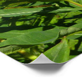 Poster Mont Rainier Entre Fleurs Violettes De Phlox (Coin)