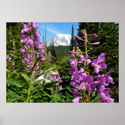 Poster Mont Rainier Entre Fleurs Violettes De Phlox (Devant)