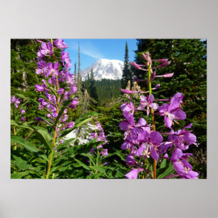 Poster Mont Rainier entre les fleurs de phlox violettes