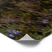 Poster Mont Rainier National Park, Mont Rainier 3 (Coin)