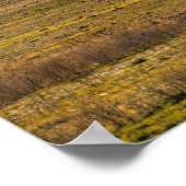 POSTER MONT SHASTA (Coin)