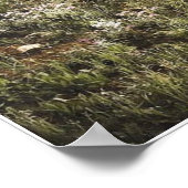 Poster Mont Sneffels, comté d'Ouray, Colorado (Coin)