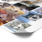 Poster montage de loup (Coin)
