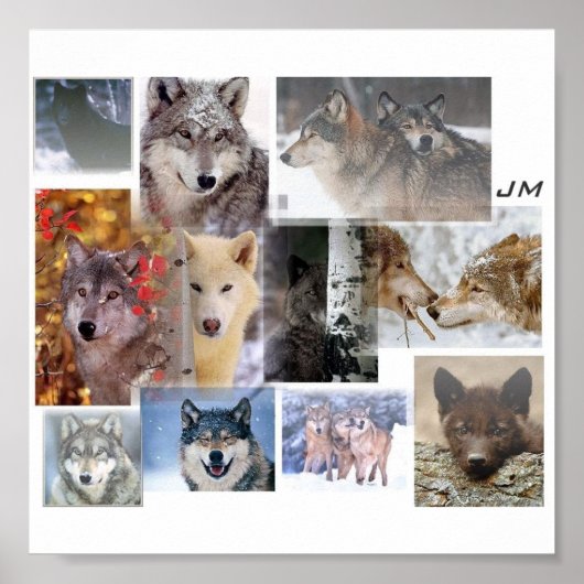 Poster montage de loup (Devant)