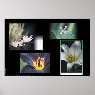 Poster Montage floral