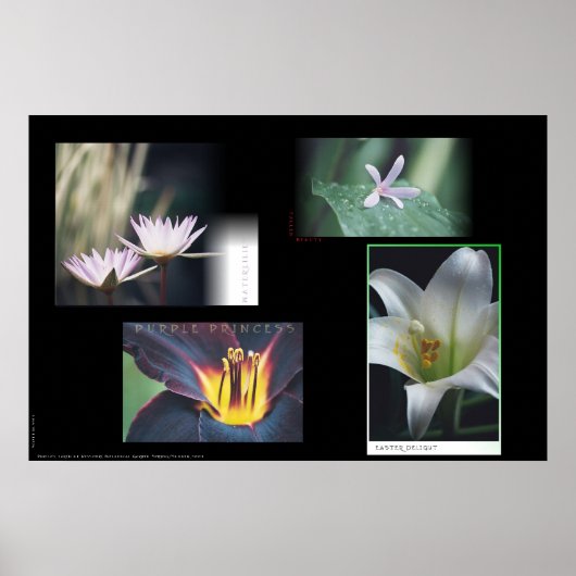 Poster Montage floral (Devant)